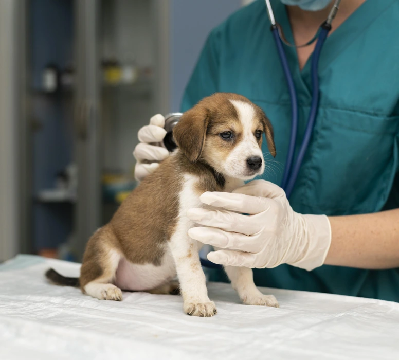Learn More Or Schedule Your Pet’s Surgical Consultation