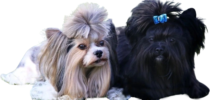 Veterinary Ultrasound