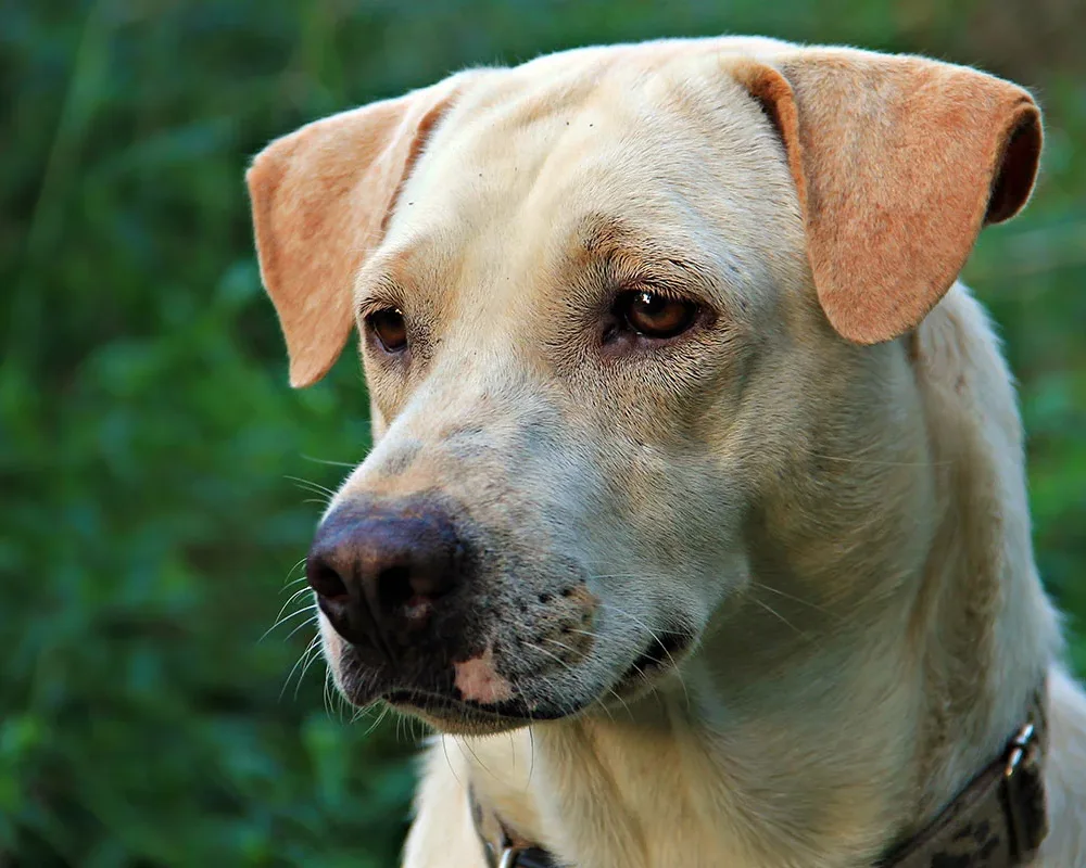 What To Expect At Your Pet’s Ultrasound Appointment