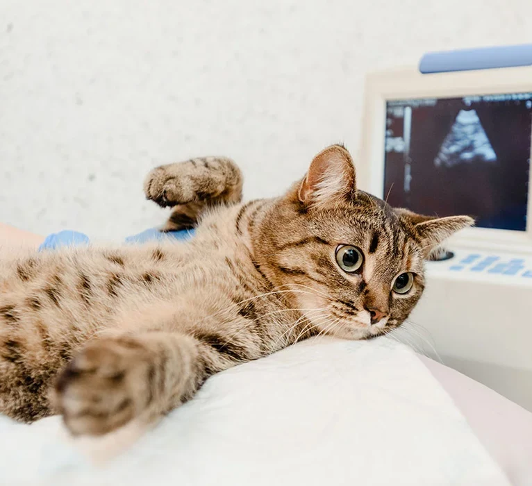 What Is a Pet Ultrasound