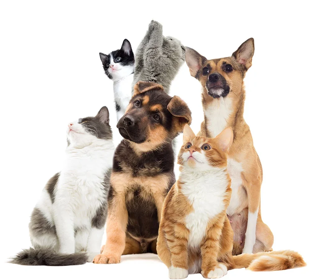 Ultrasound Services At White Haven Veterinary Hospital