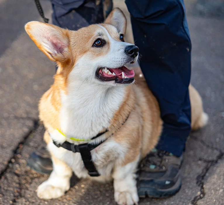 ultrasound-trip-work-doc-f