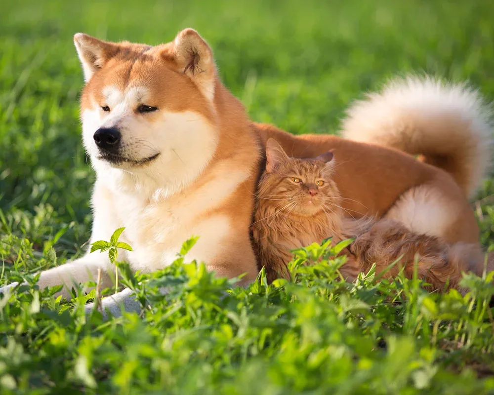 vaccinations-dogs-and-cats Adult Dogs And Cats