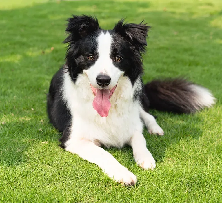 vaccinations-strip-Ccore-img Core Vaccines