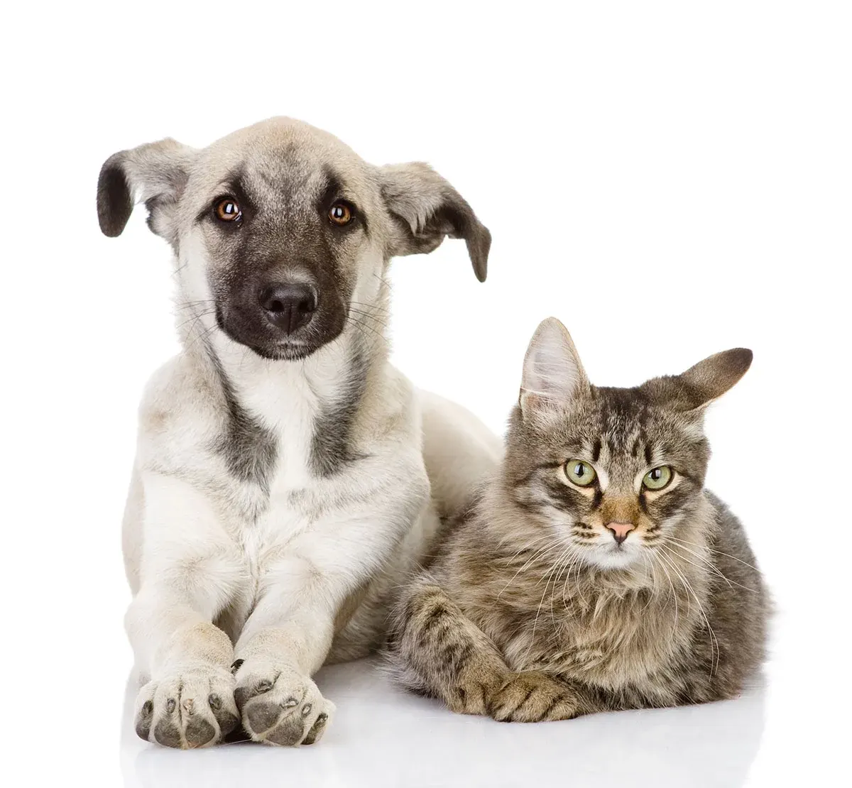 vaccinations-strip-pet-need Which Vaccines Does Your Pet Need