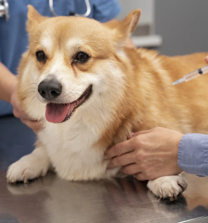 veterinarian-taking-appointment-ft-img Schedule Your Pet’s Vaccination Appointment