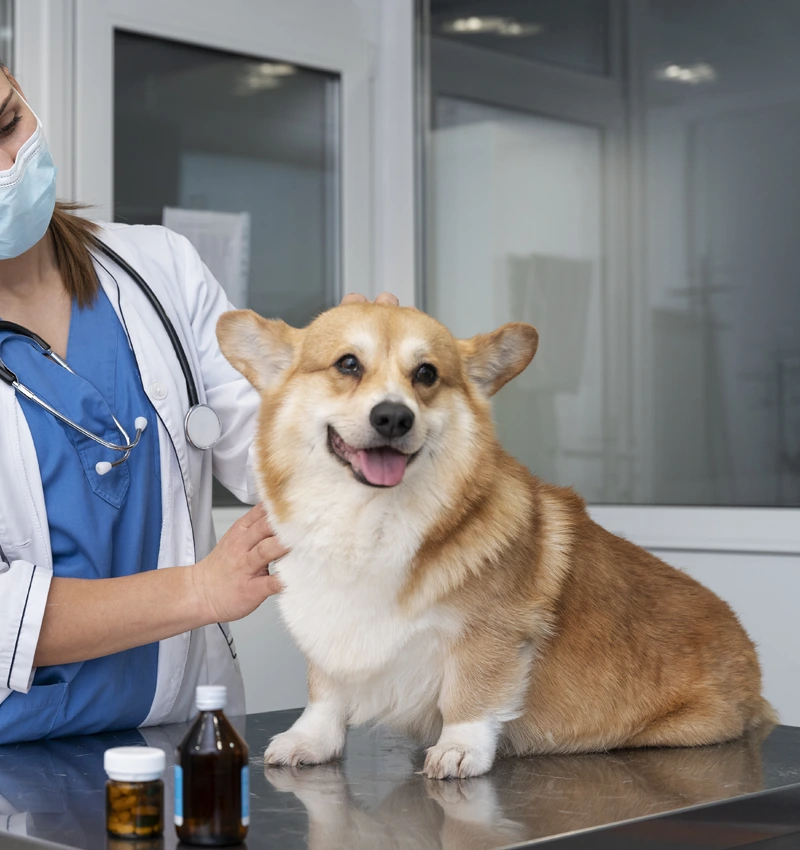 veterinarian-taking-care-pet-gt-img A Healthy Pet Starts With Preventative Care