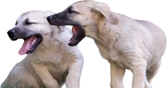 veterinary-diagnostics-banner-img Veterinary Diagnostics