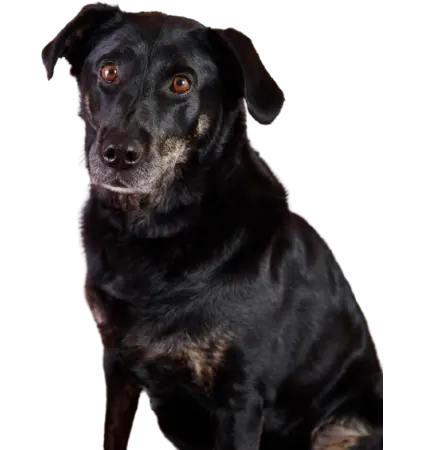 Pet Weight Management