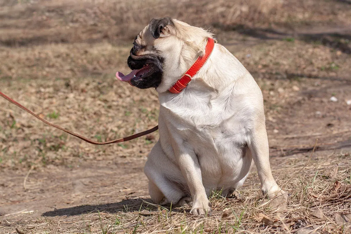 Helping Dogs & Cats Reach a Healthy, Happy Weight