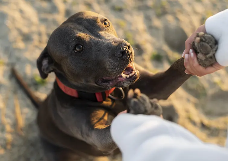 PA Safe, Sustainable Weight Loss Plans