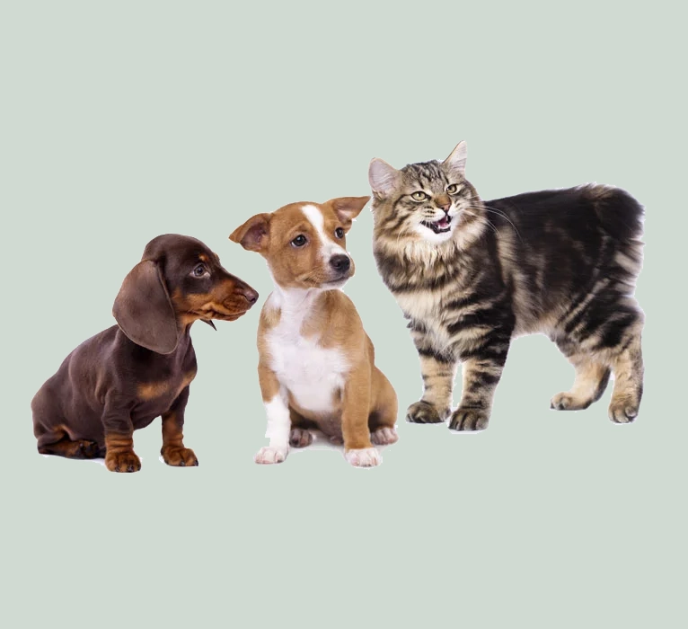 Full Physical Exam And Health Screening