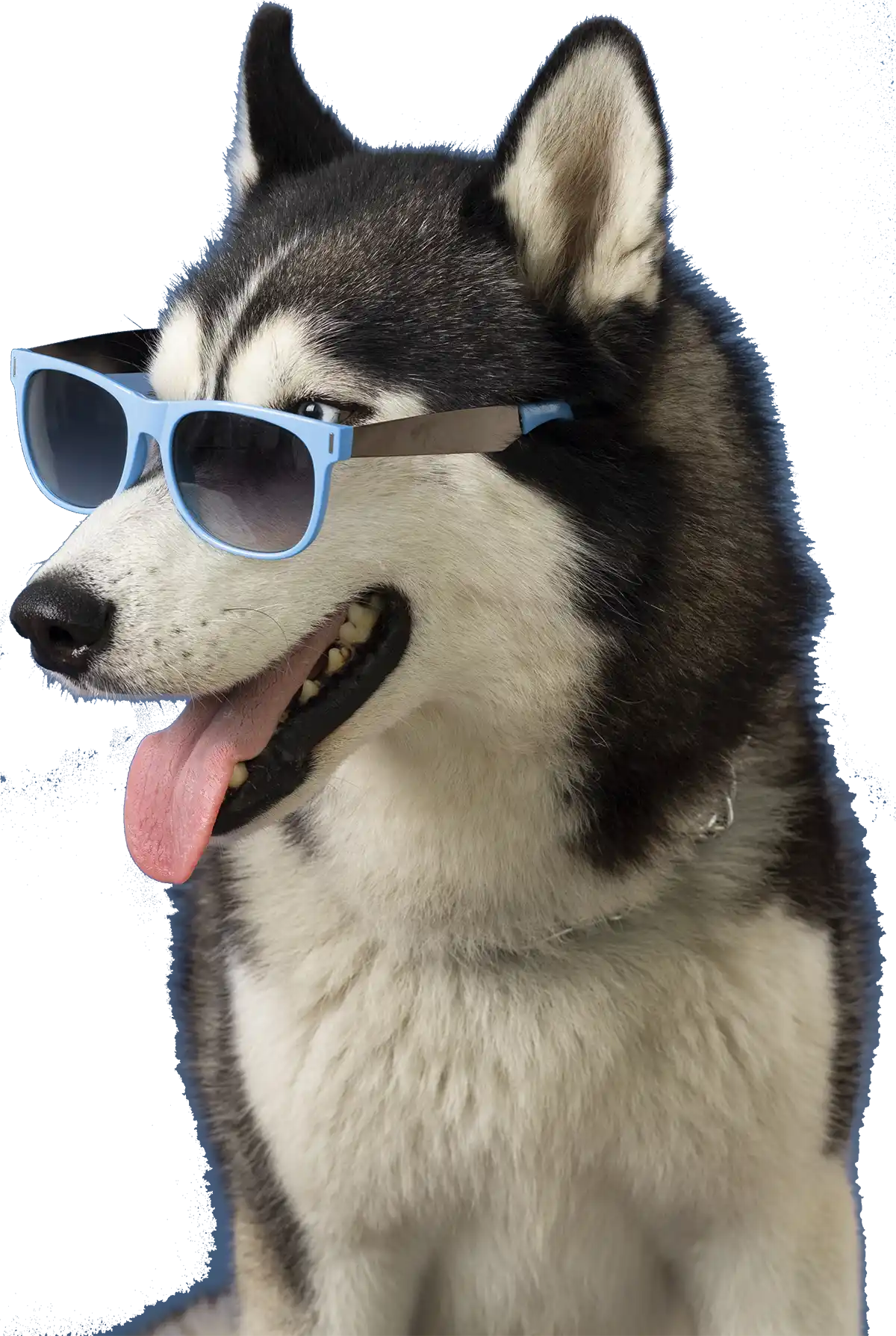 Pet Behavior Counseling