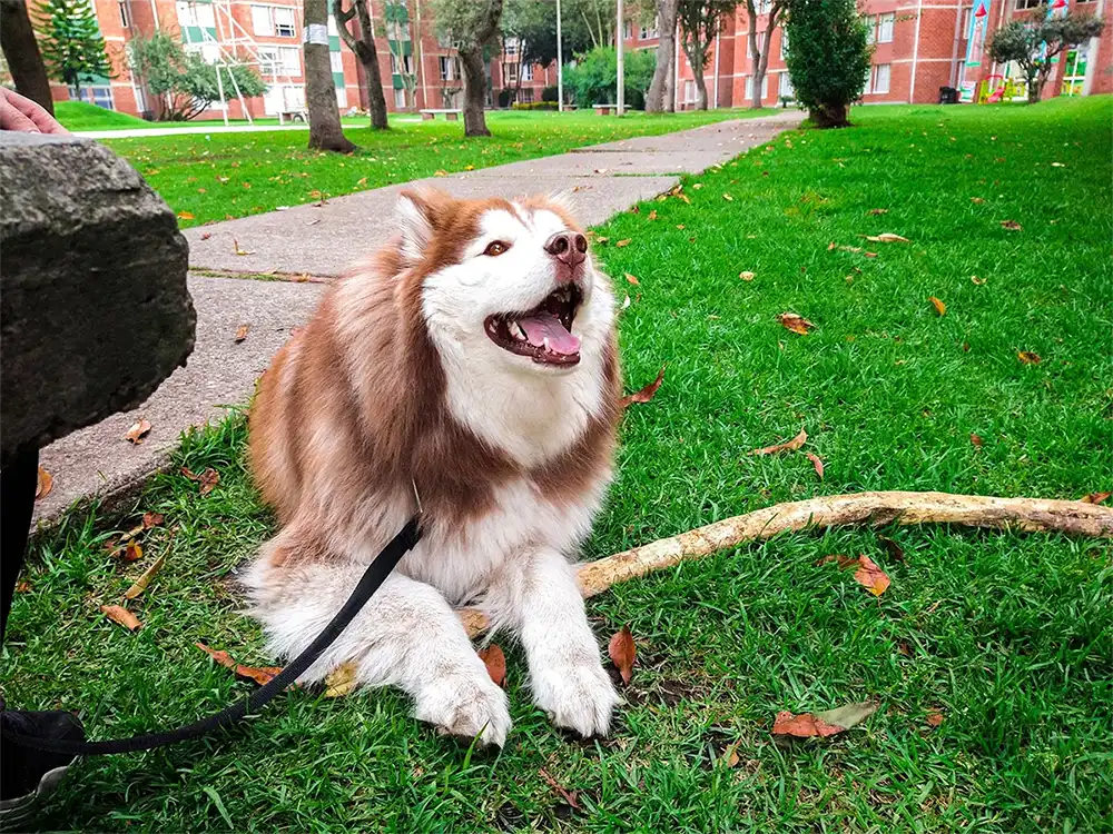 Understanding Behavior Starts With Understanding Your Pet