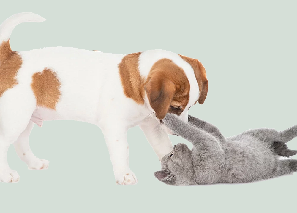 Pet Behavioral Counseling Services In White Haven, PA