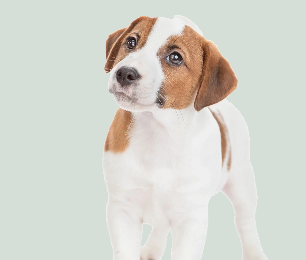 Schedule A Behavior Consultation for Your Pets