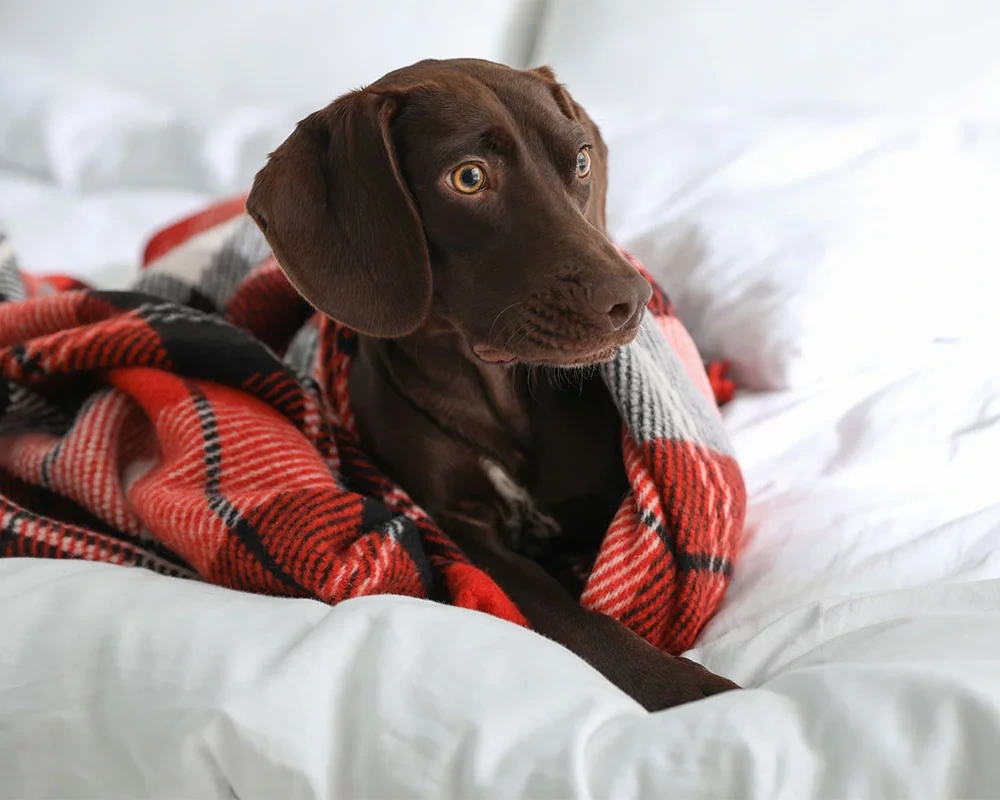 behavioral-counseling-strip-ft-img