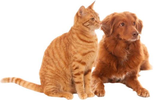 End-of-Life Care for Pets