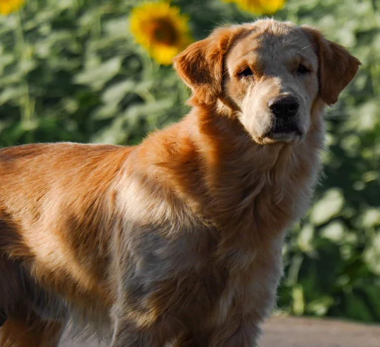 When It May Be Time To Consider Humane Euthanasia