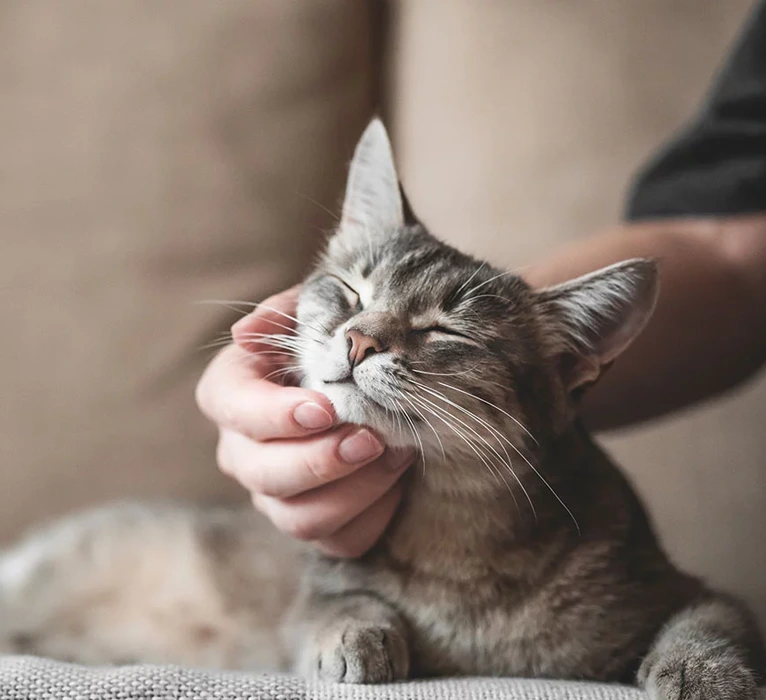 Understanding End of Life Care