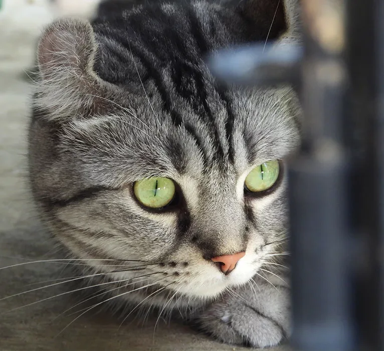 How Radioactive Iodine Therapy