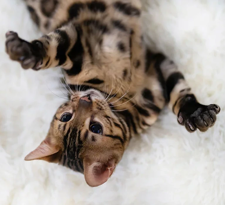 feline-radioactive-iodine-Hyperthyroidism-img