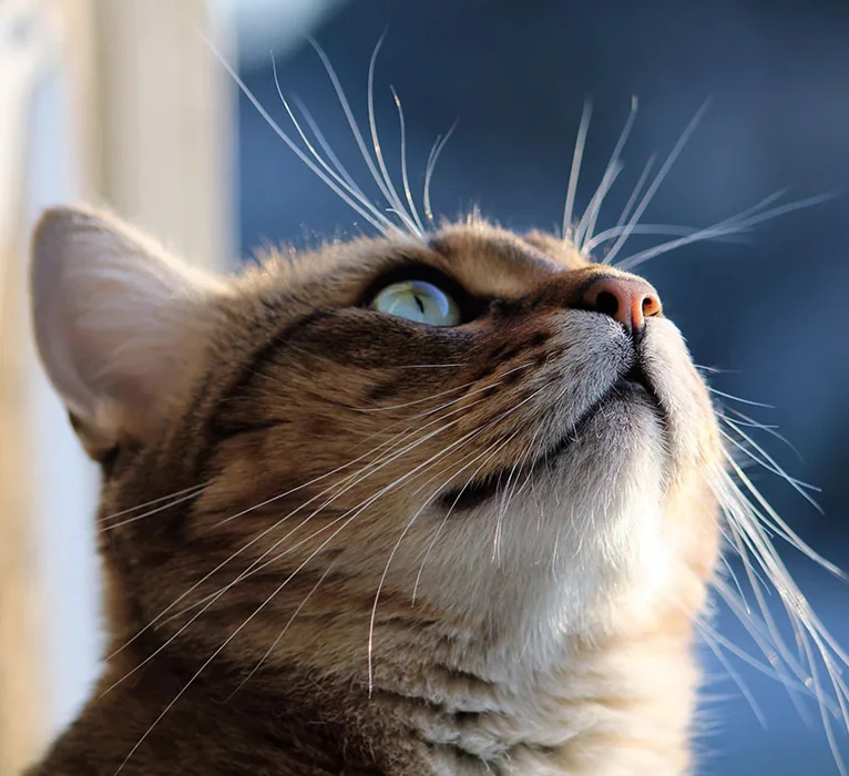 Common Signs of Feline Hyperthyroidism