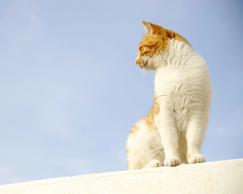 A Safe Effective Cure For Hyperthyroidism In Cats