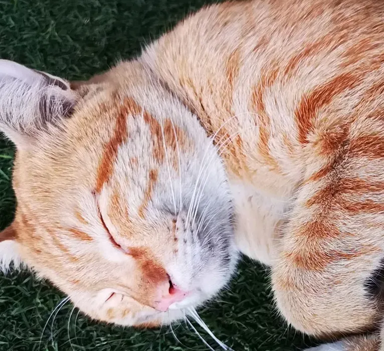 For 3 Months After Treatment