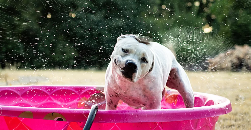 3536National Pet Week: Celebrating the Companions Who Make Life Brighter