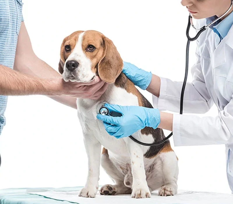 Schedule Your Pet’s PRP Therapy Appointment Today!