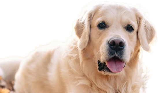 Pet Pain Management PRP Therapy