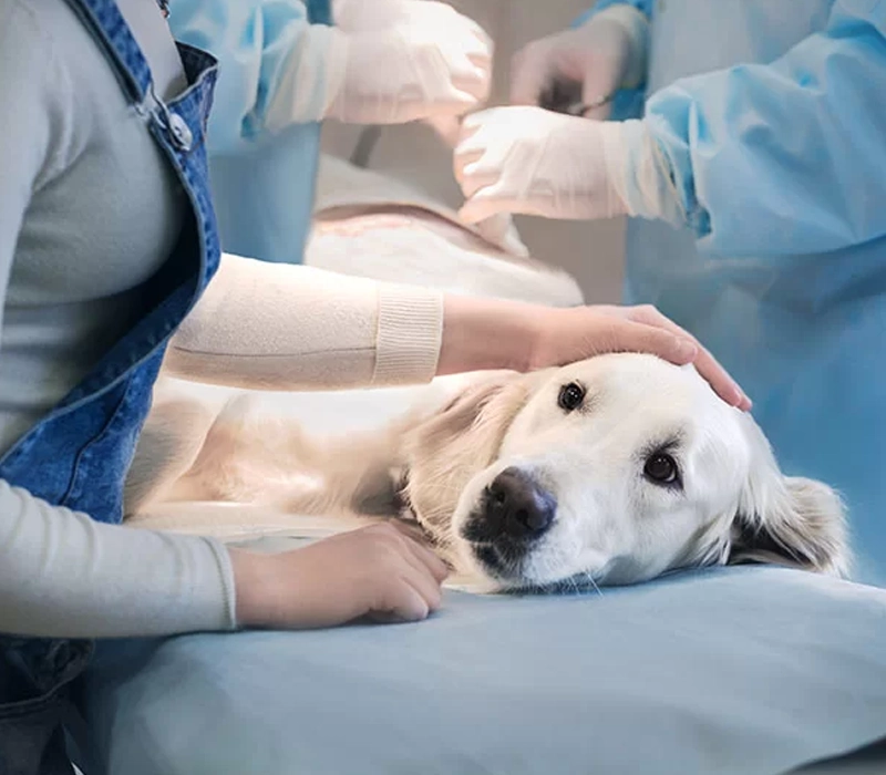 A Detailed Look At The PRP Injection Procedure