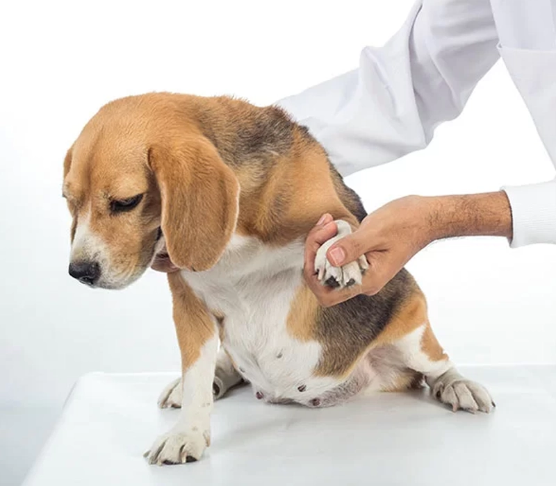 Regenerative Joint Injections For Pain Relief And Improved Mobility