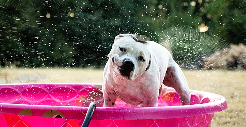 What Is National Pet Week?