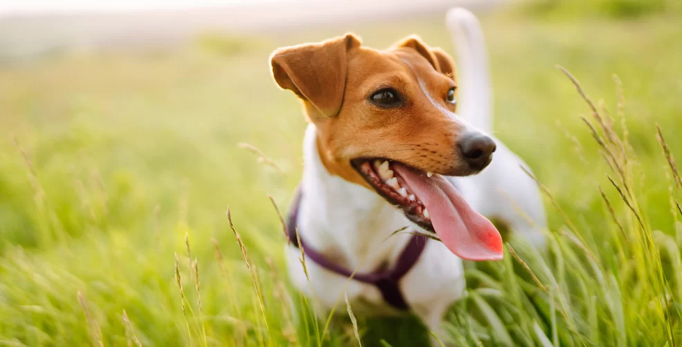 3701Springtime Tick Prevention: Keeping Your Pets Safe in the Great Outdoors