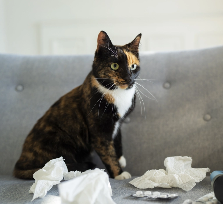 Are You Worried Your Cat May Be Suffering From Hyperthyroidism