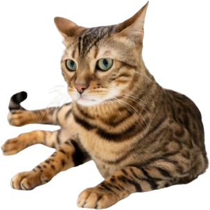 Feline Hyperthyroidism Treatment: Radioactive Iodine Therapy (I-131)