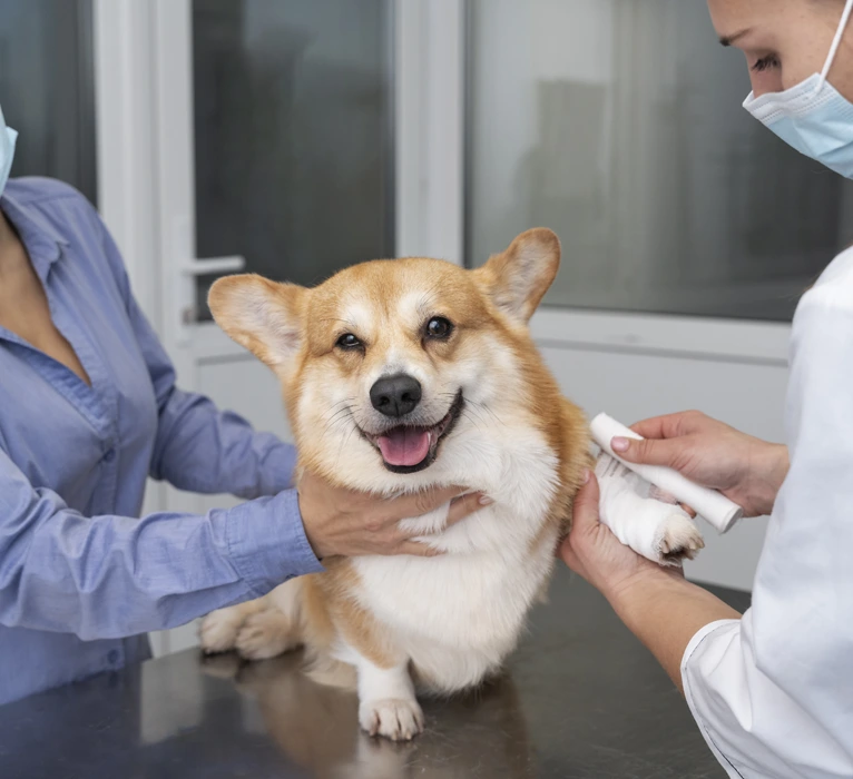 veterinarian-taking-care-pet-right-img