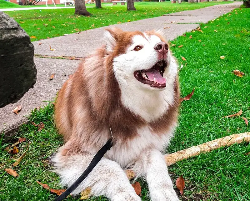 Behavioral Counseling