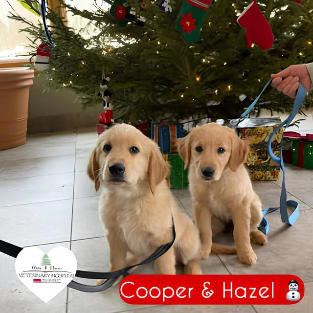 Cooper and Hazel