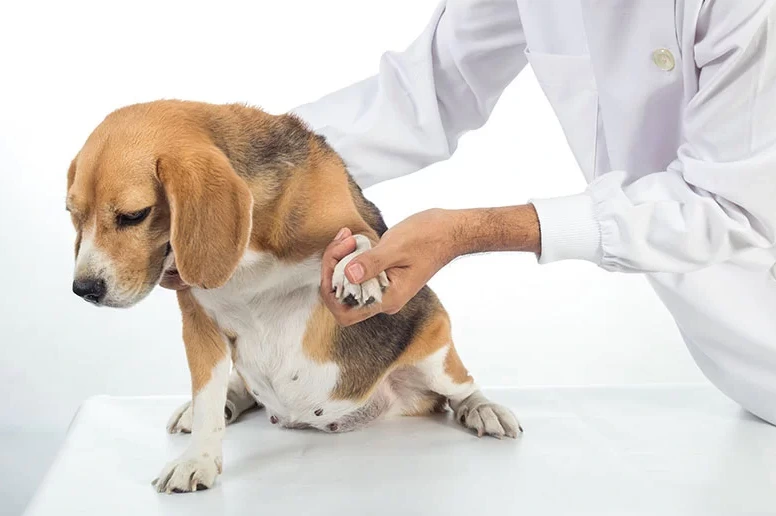 Pet Pain Management: PRP Therapy